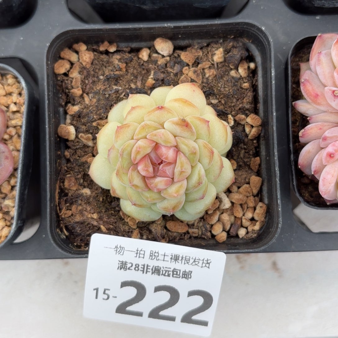 香格里拉糖心多肉