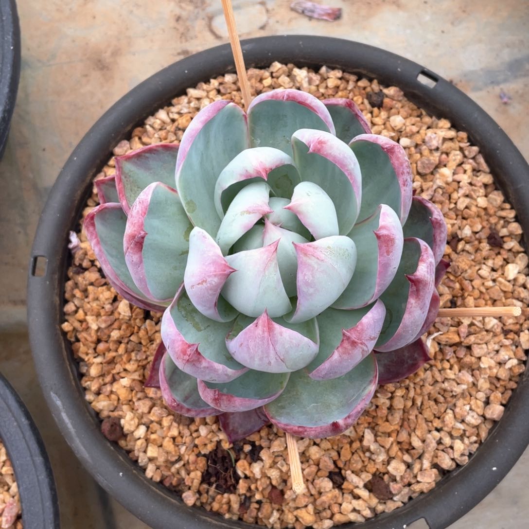 惊鸿仙子冠幅13 公分一物一拍