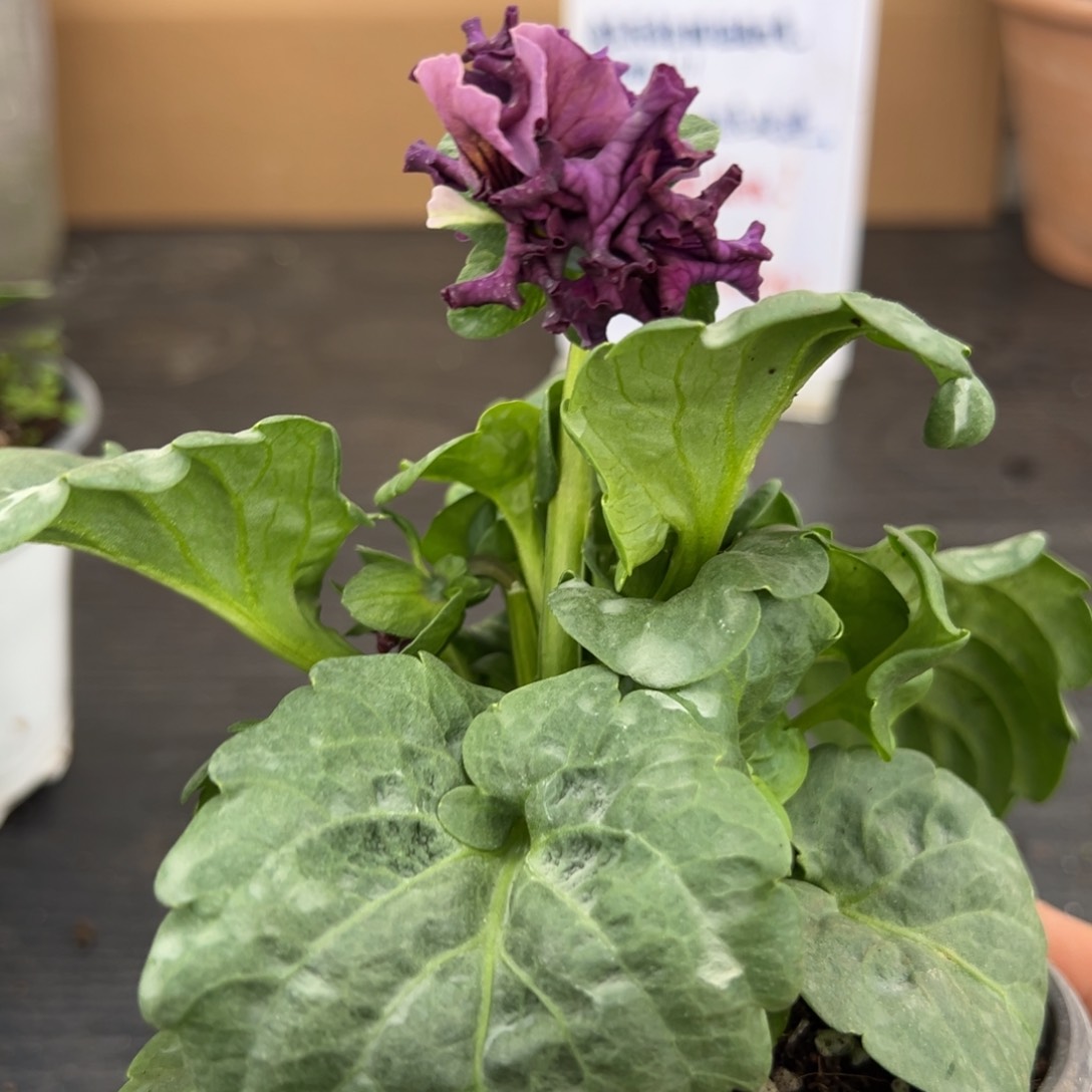 【闪购商品】完全开放064号1021