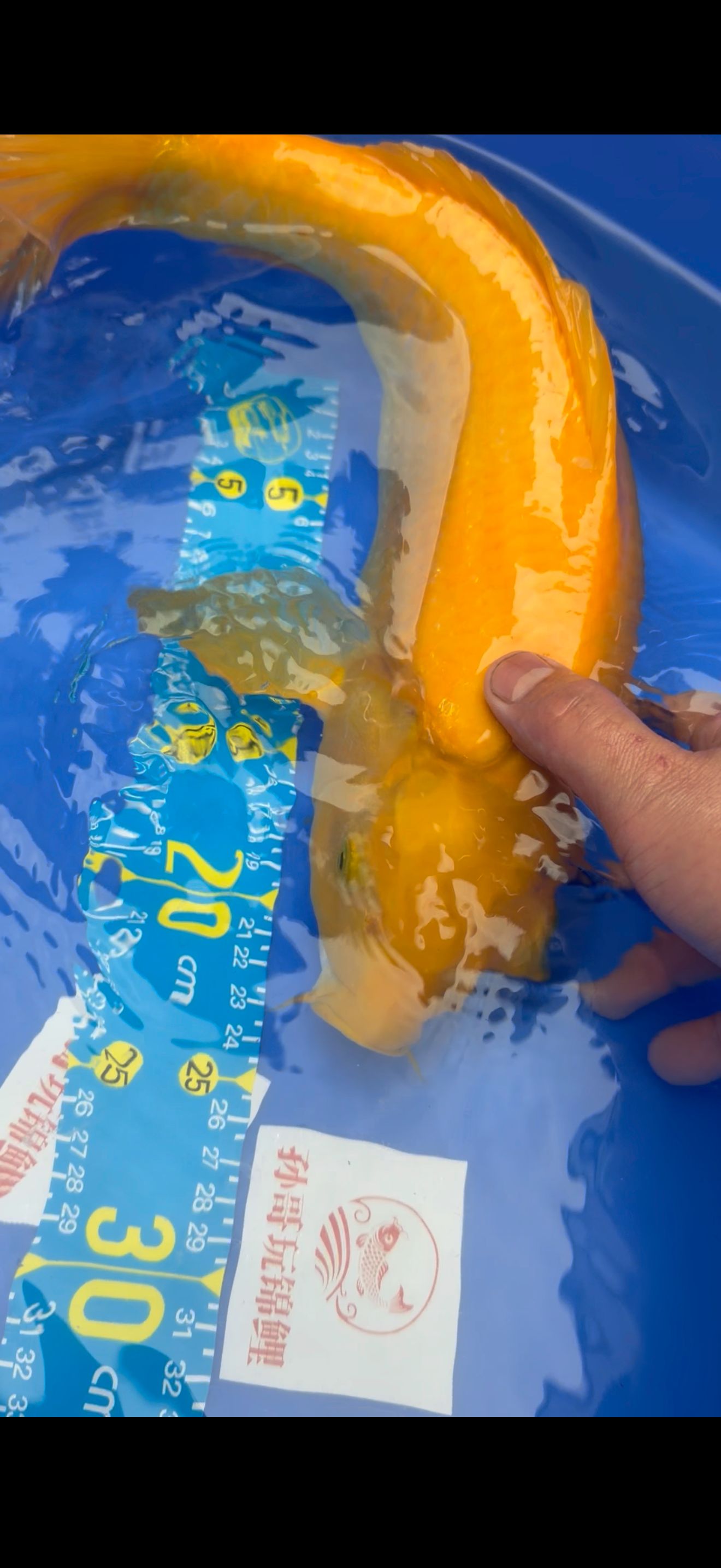 多摩龙血统单色鲤