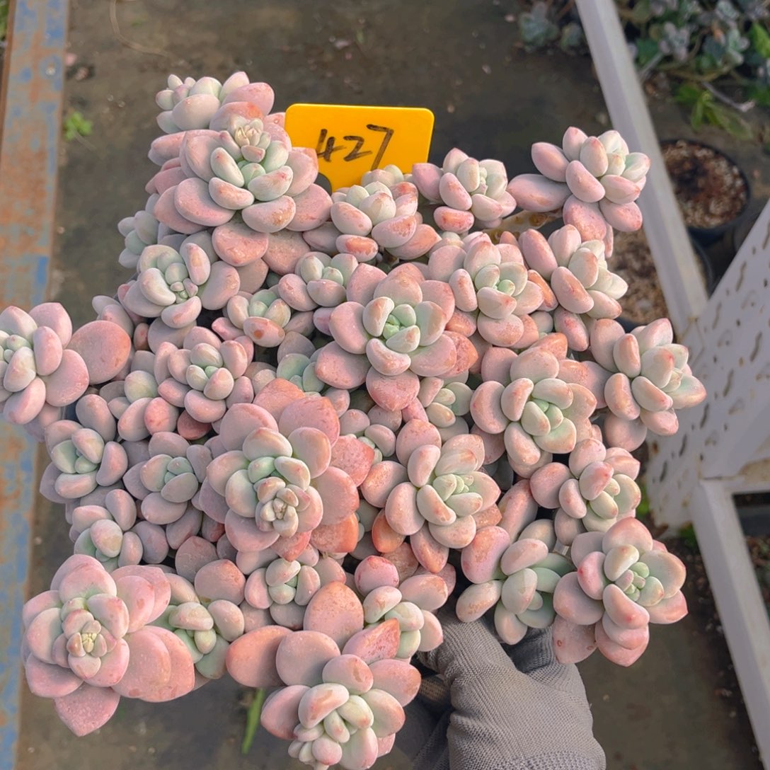 红洛神88888tu tu tu