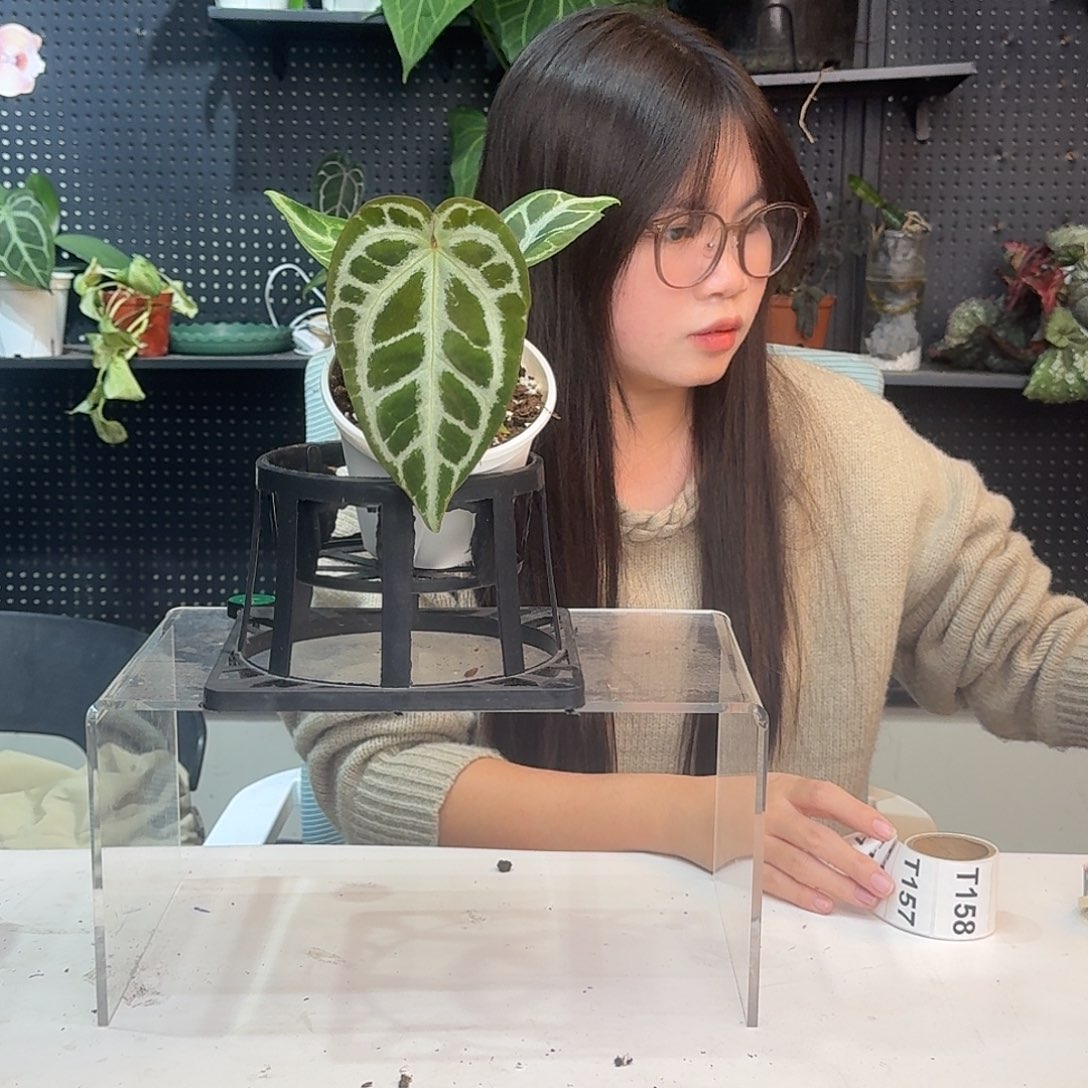 完全开放T150skgx铜锣烧