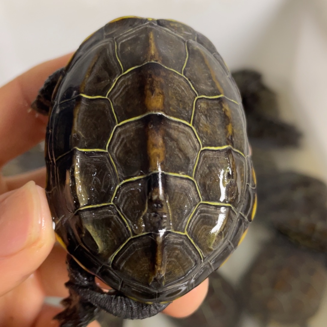 苏北金线冷水草龟