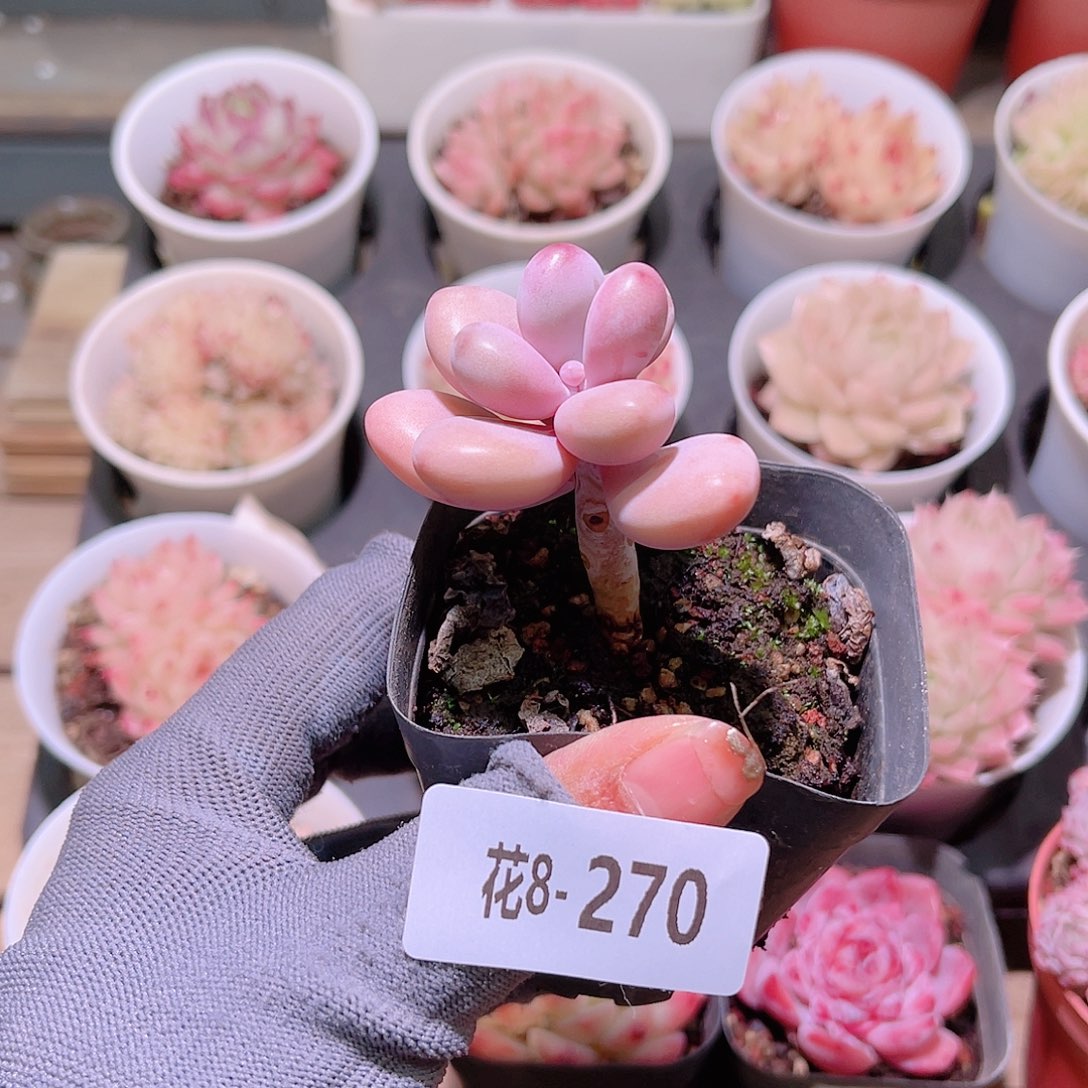 花08-270桃蛋单头