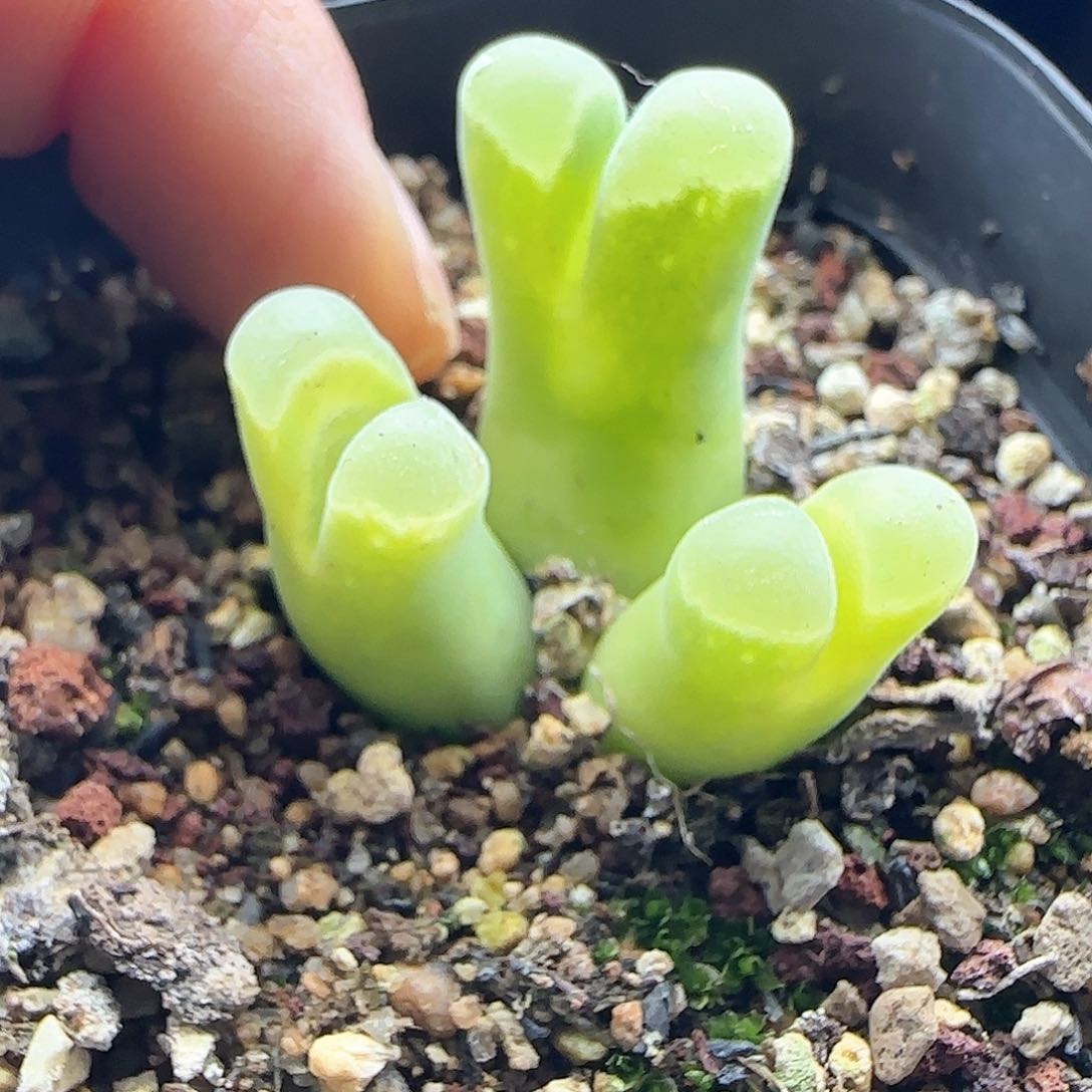 安*年后脱土发货24839