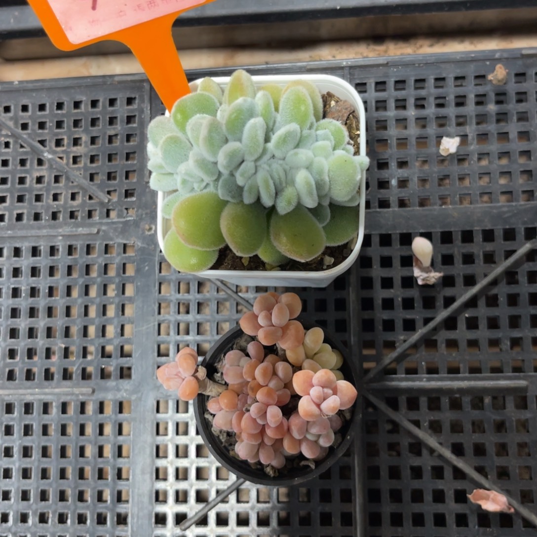 云尘多肉一物一拍918