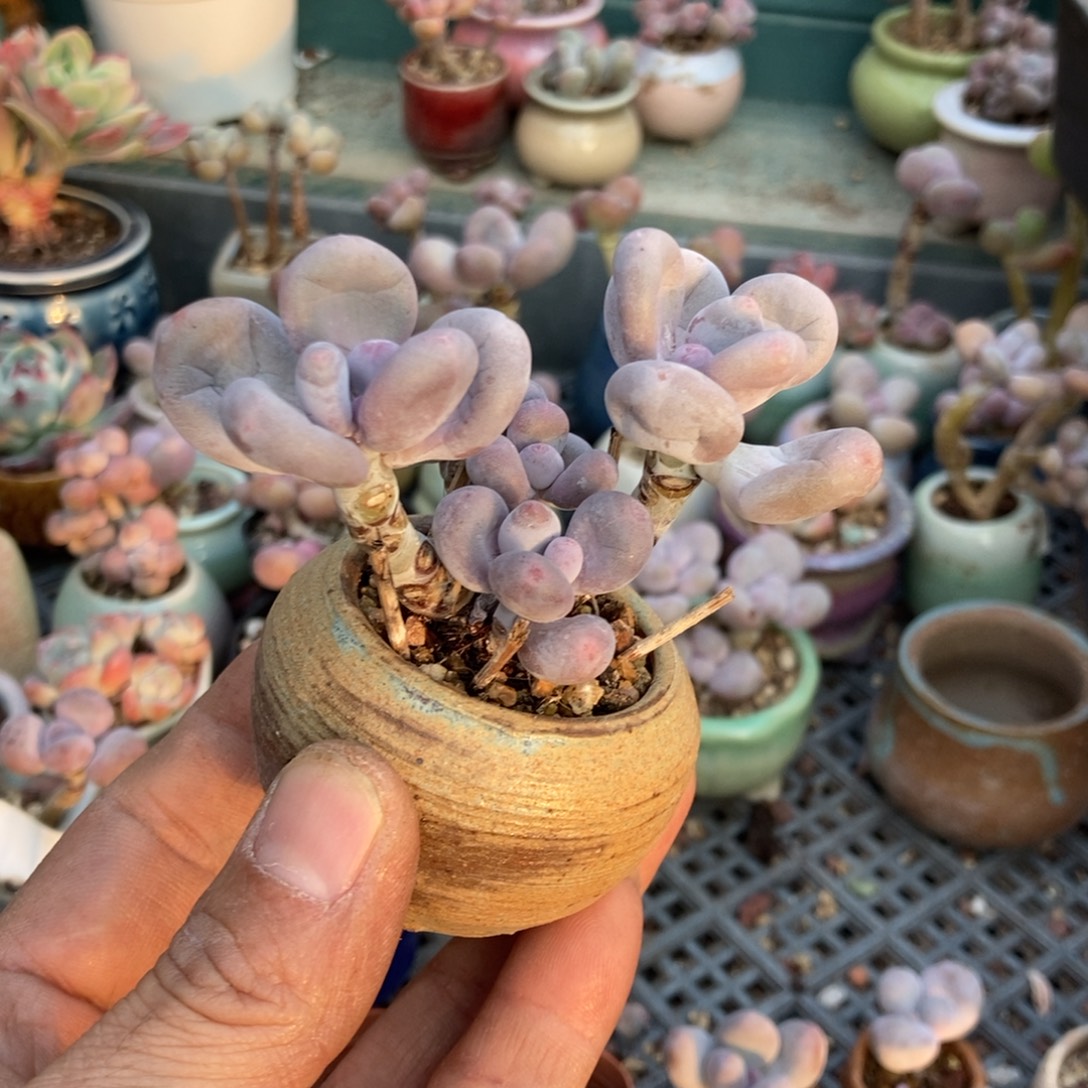 羚***主奶酪一个带盆发货