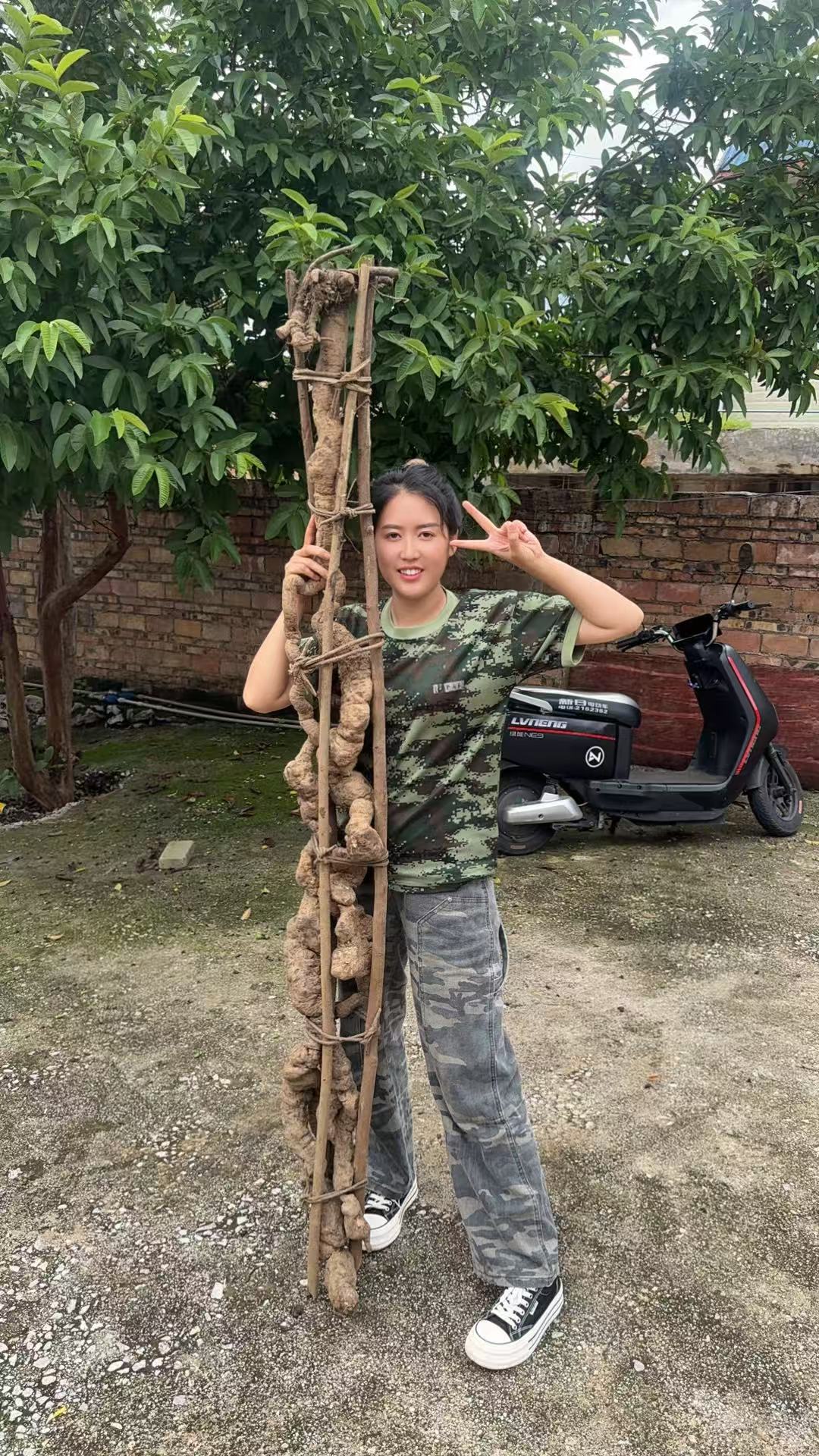 云南深山盆栽何首乌 