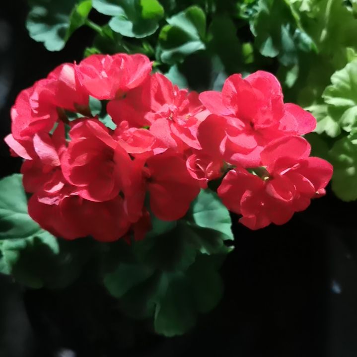 当前无花栽培后可以开花公爵