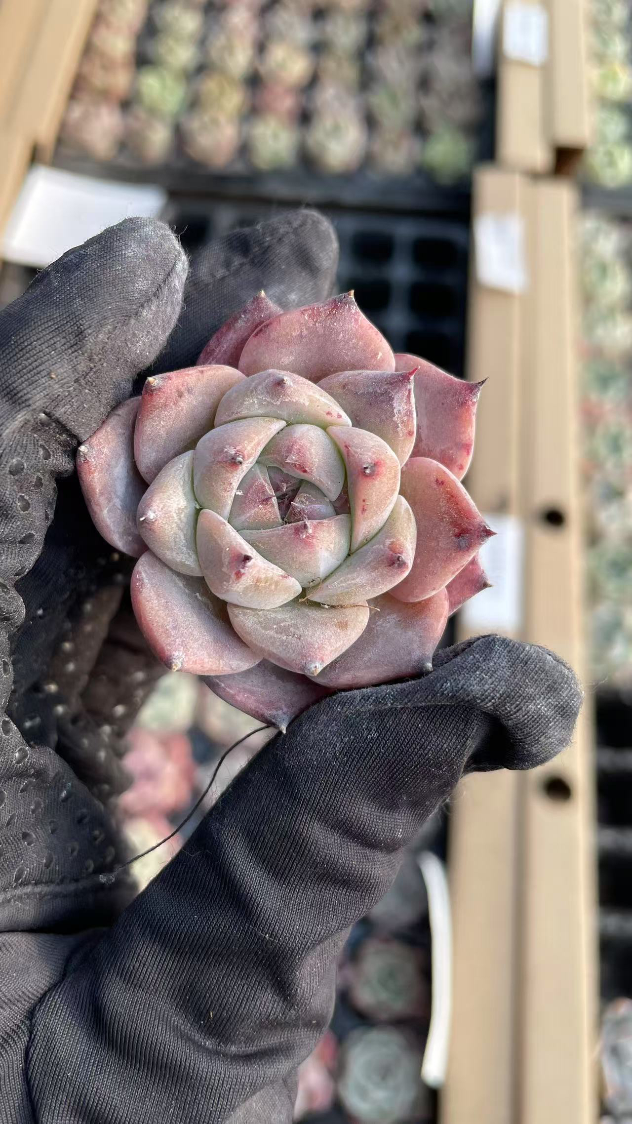 52阿尔巴钻石多肉2颗