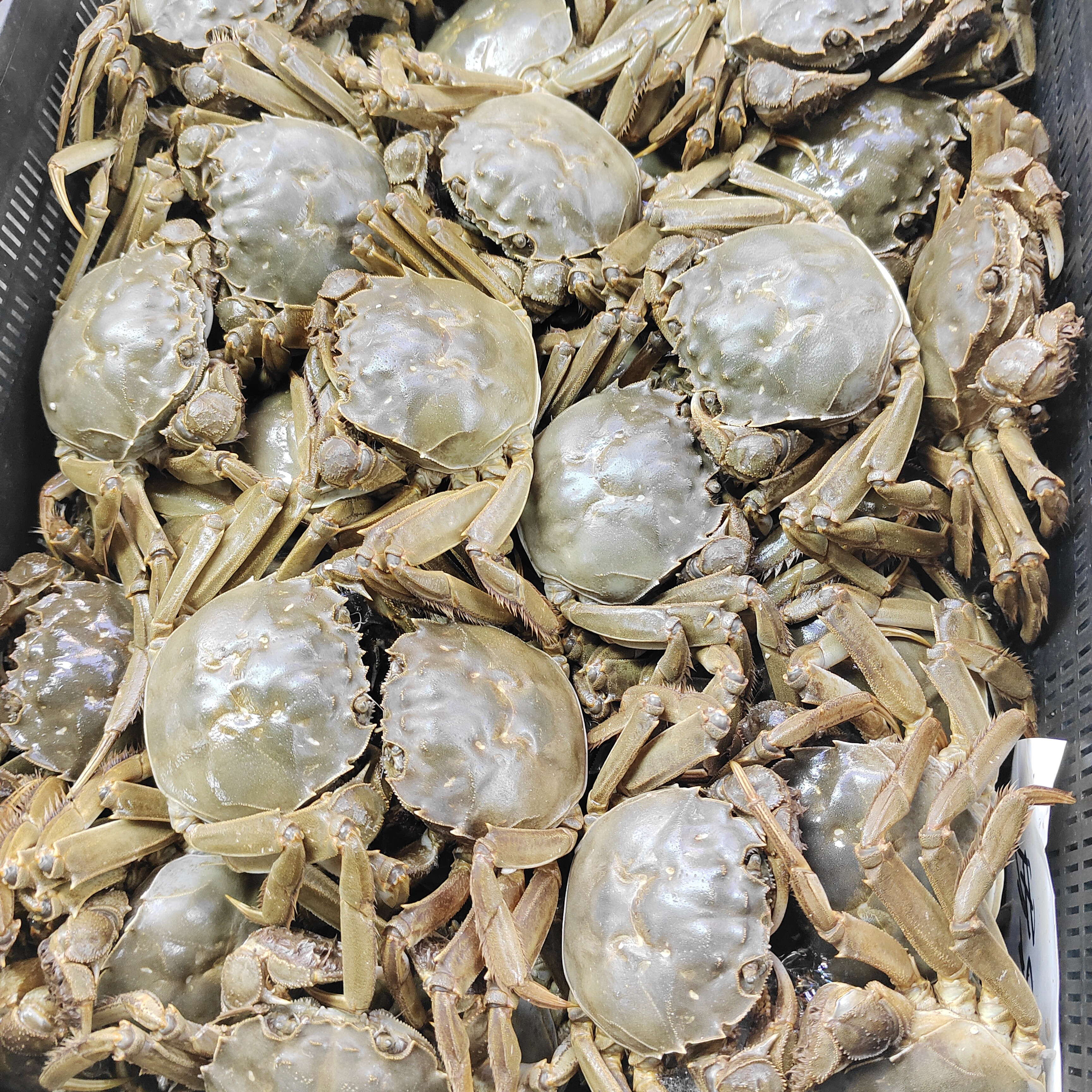 新鲜生猛大阐蟹5只（特价）
