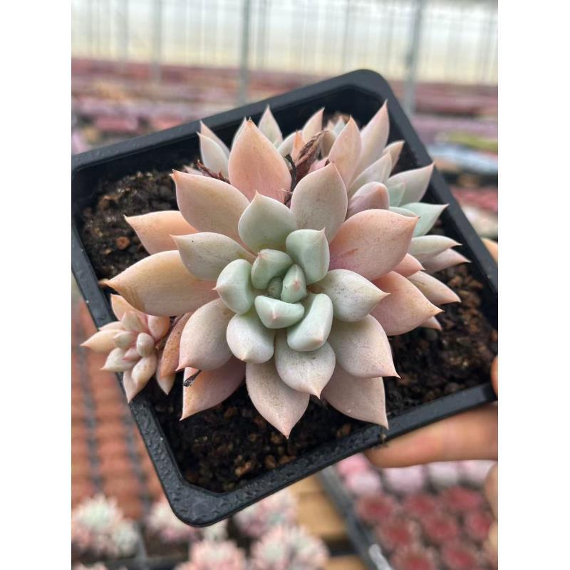 15#雪豹（肥美版）多肉植物前男友精品多肉A0175