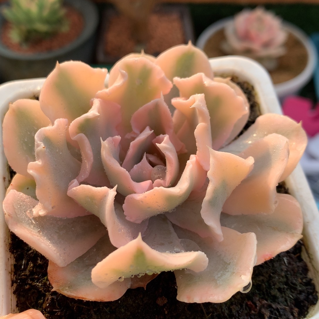 利亚锦林姐姐姐姐姐姐姐姐