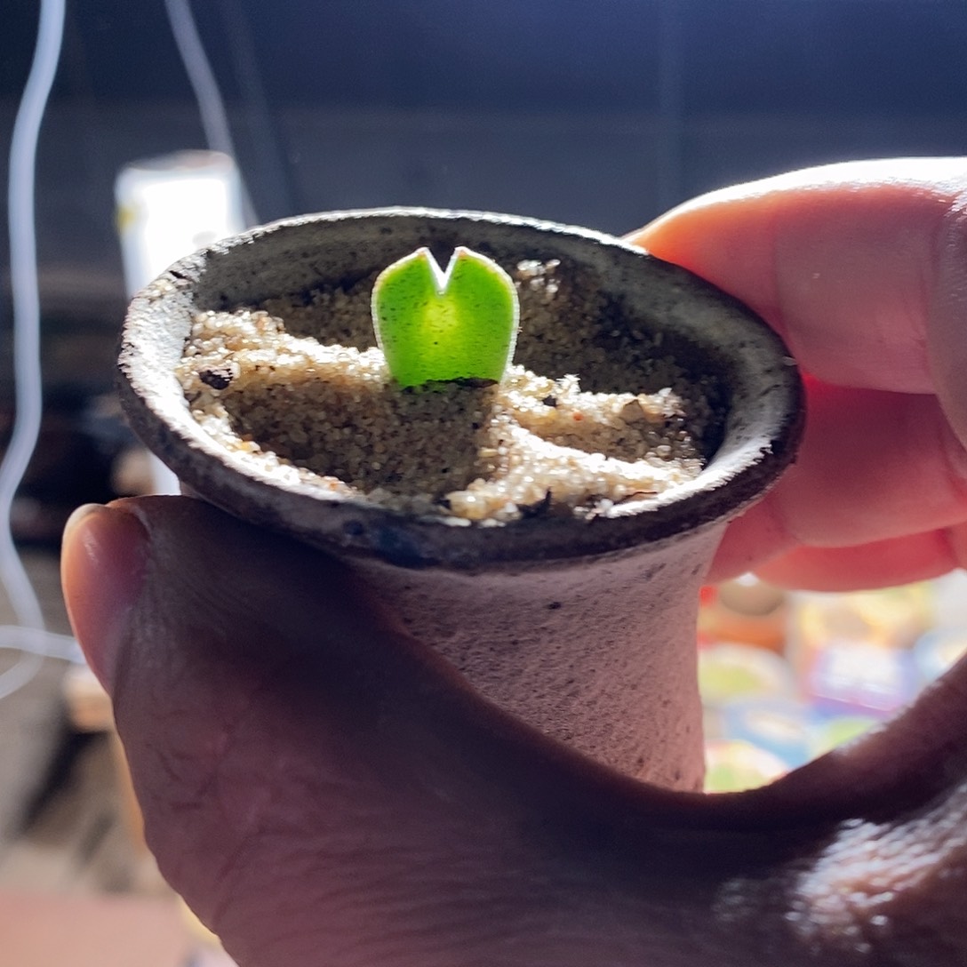 14379。  空蝉大眼睛一颗。  