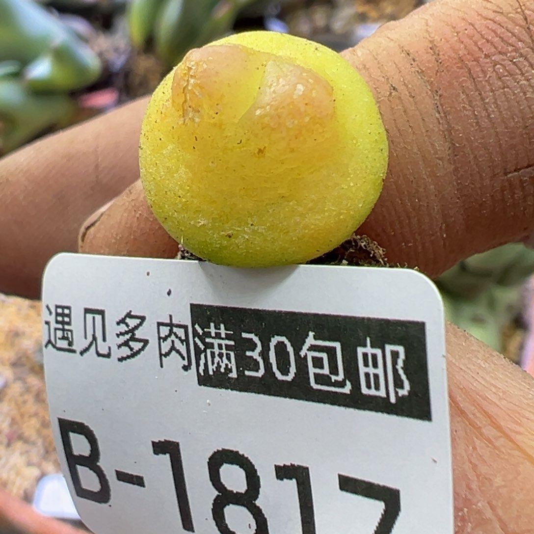 多肉植物1111111111114