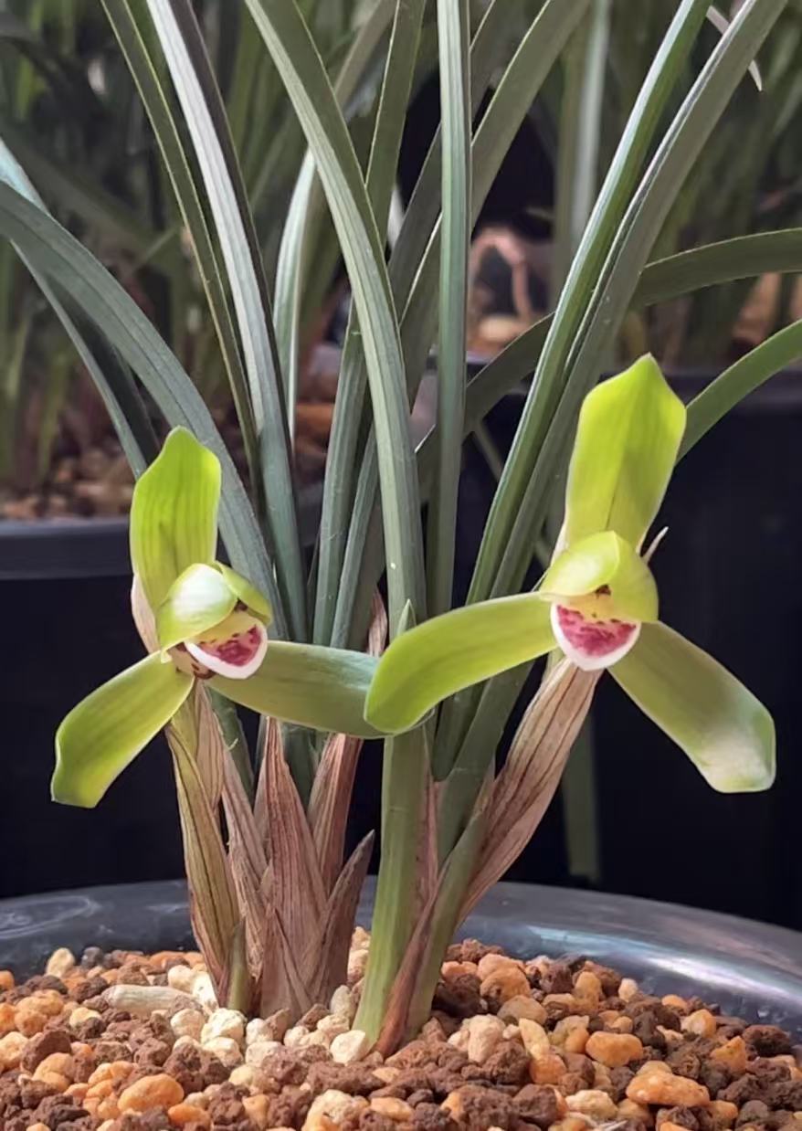 兰花带花苞原盆发货素心兰家用绿植室内直播一物一拍兰花盆栽东方