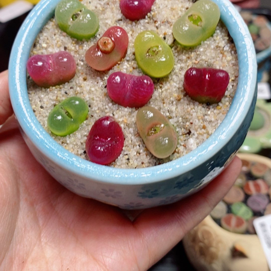 ?****师5生石花花花花开