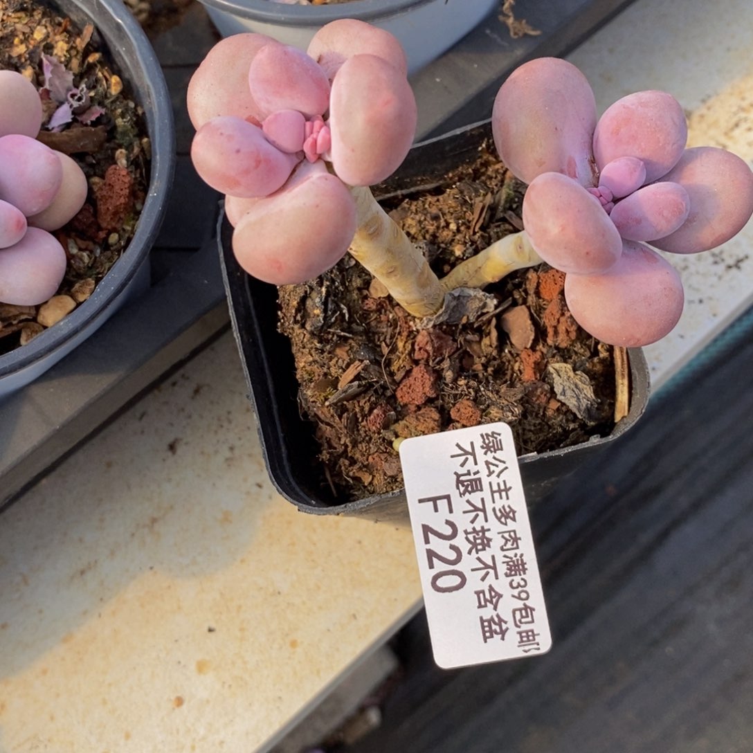 彩虹奶酪220/7c m