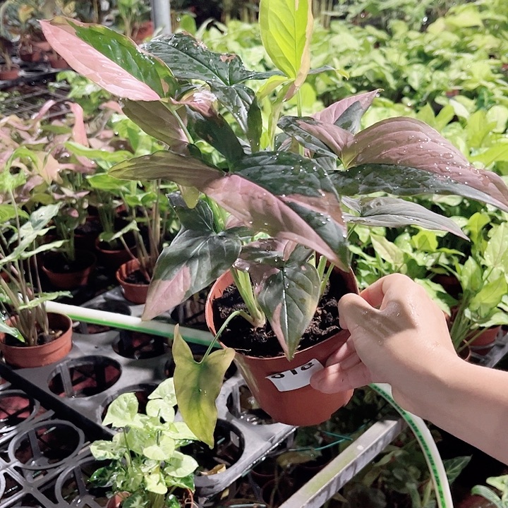 完全开放818 粉锦