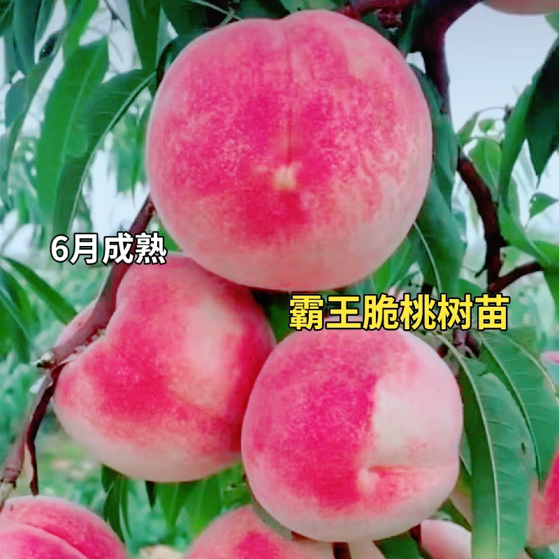 霸王脆桃树苗（6月成熟）南方北方均可种植