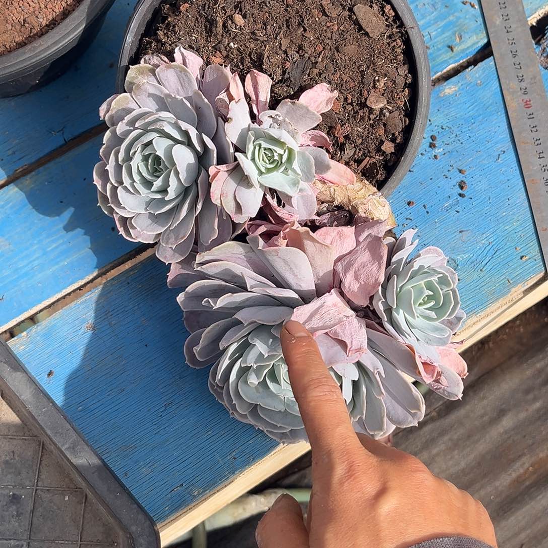 冰***淋圣卡30多肉植物精品