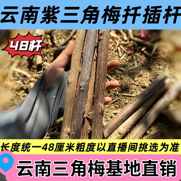 48厘米长云南紫扦插杆无土无花无叶枝干破皮正常介意勿拍