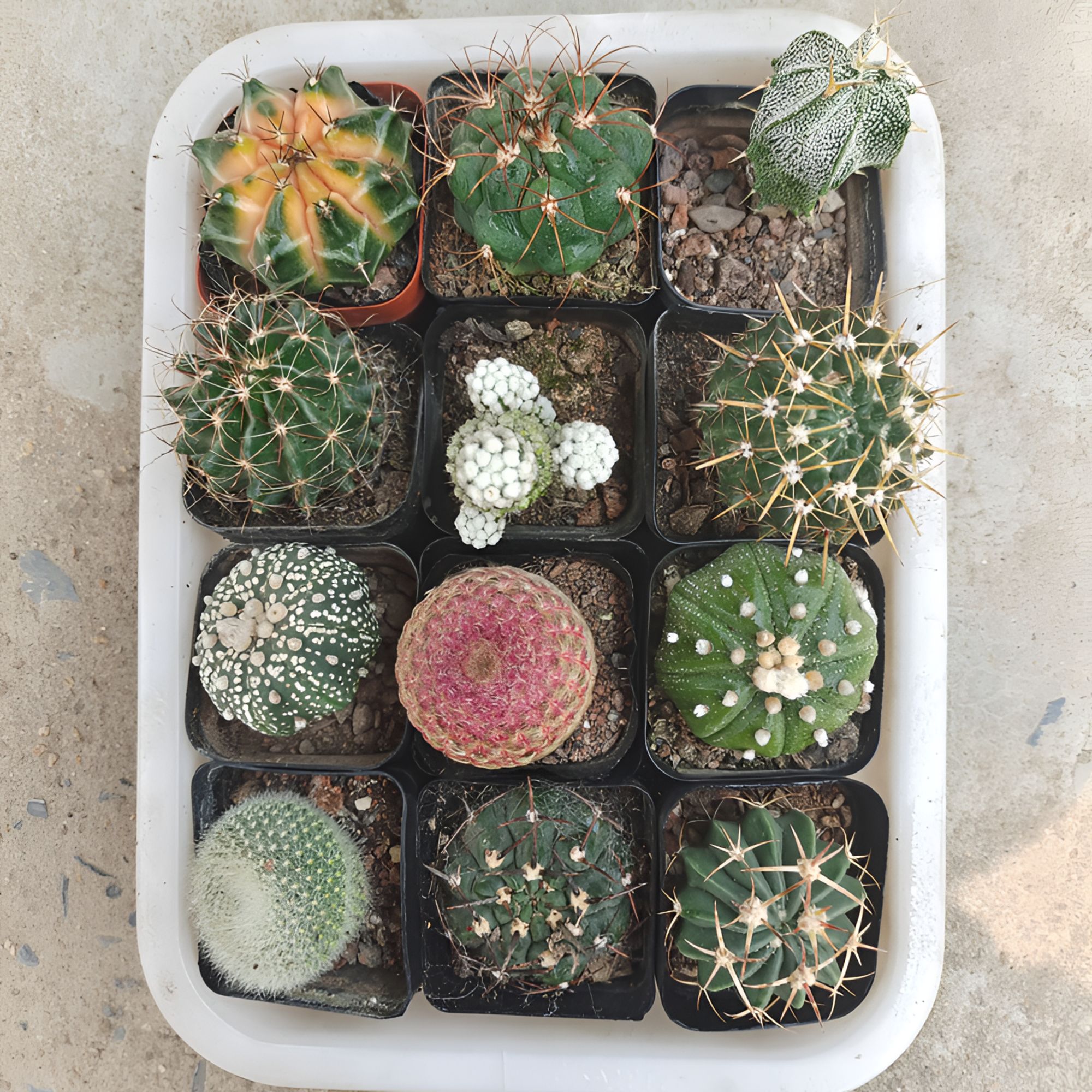 【满9.9包邮】仙人掌科仙人球彩草开花多肉植物组合