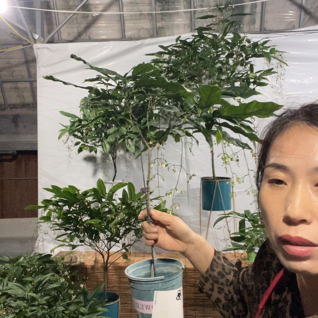 ****无花朵垂丝茉莉中颗一盆