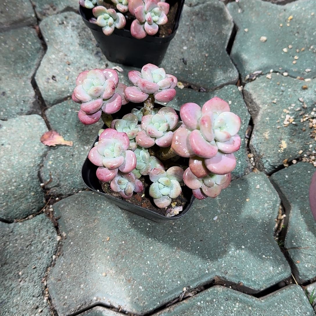 樱花洛神多肉植物精品