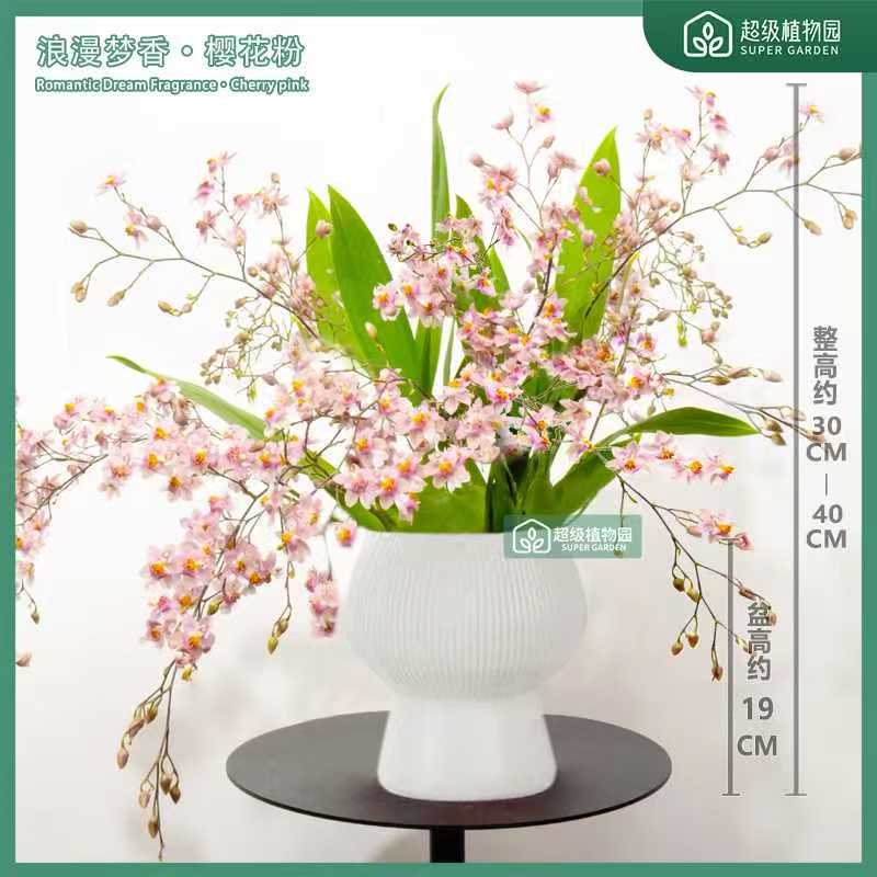 【带花带花苞】粉色梦香兰文心兰浓香花卉室内观花绿植盆栽7-10花剑