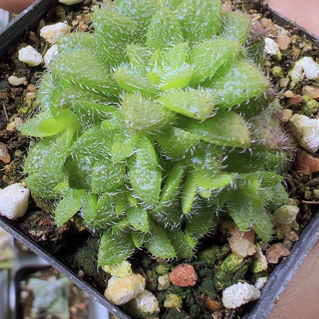 毛海星19包邮多肉植物