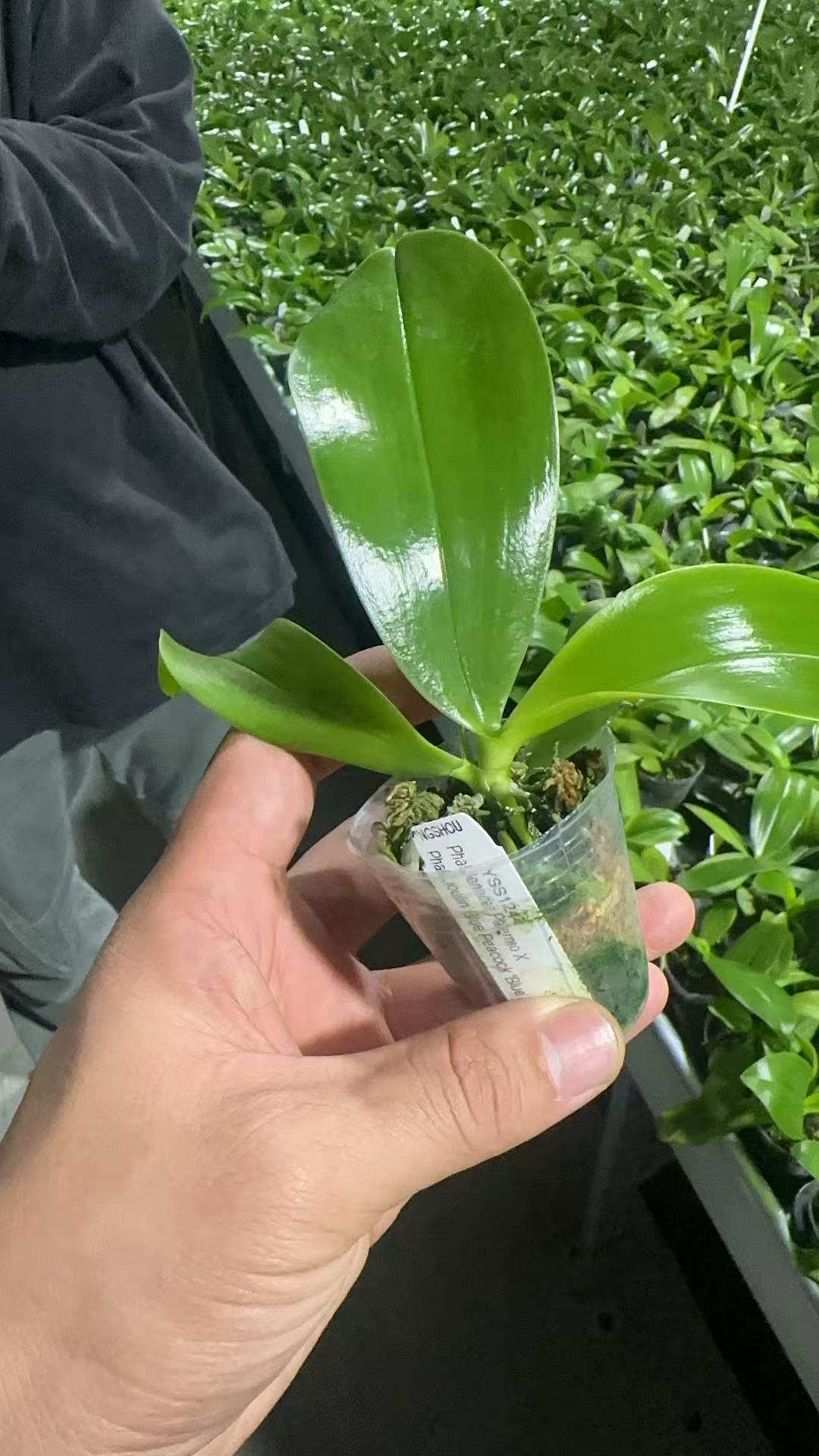 yss1244 珍妮弗交蓝孔雀 2.5寸苗/花剑株 微瑕鲜花绿植