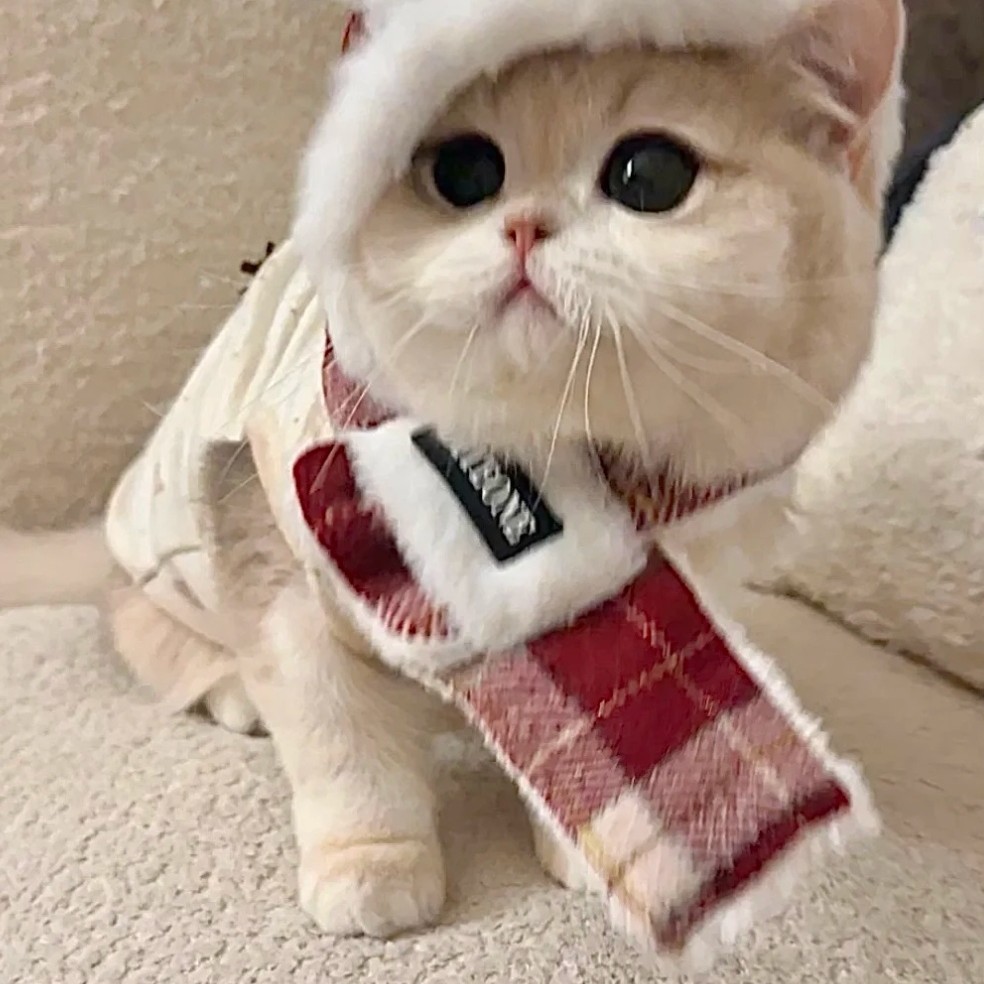 精品布偶，短腿，蓝猫英短