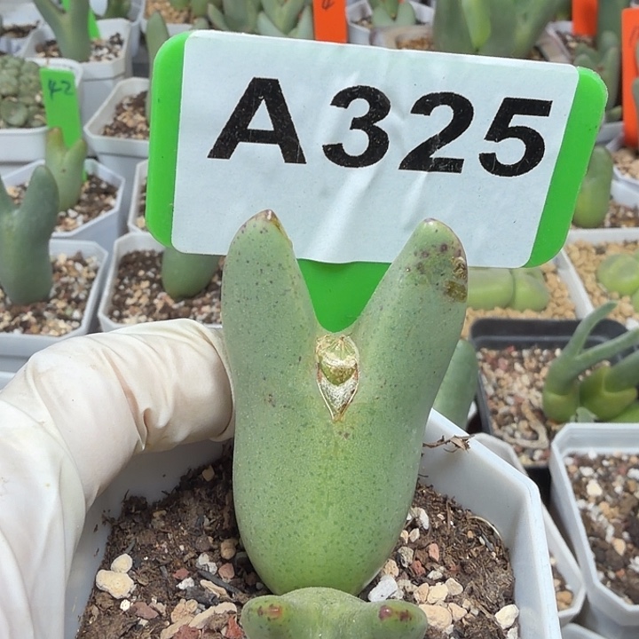 325mmmmmnmmnnnnnnnnn