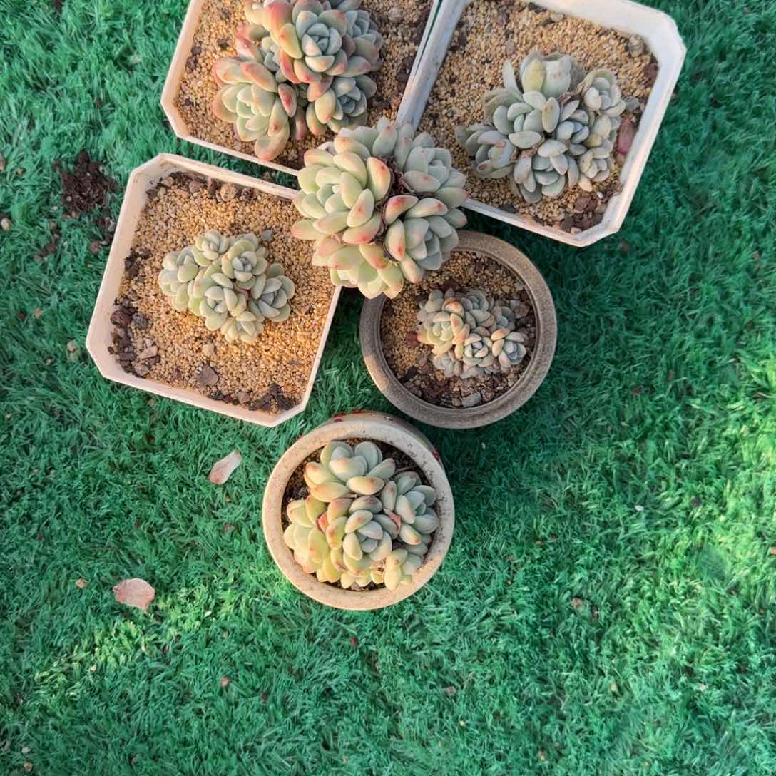 番**?冰玉无砍多肉专拍