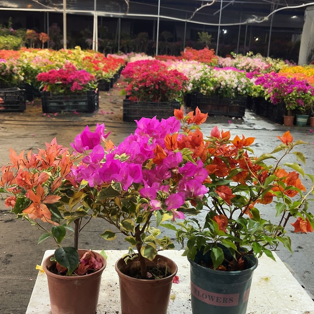 大部分花苞少量开放橙蝶，金边宫粉，红桑巴