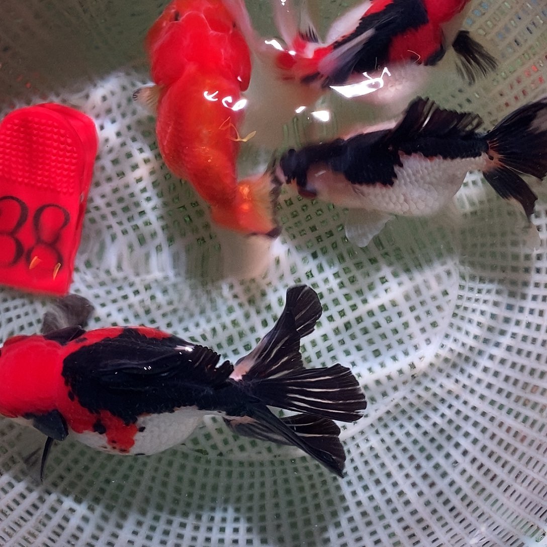 金鱼38号7-11公分区间