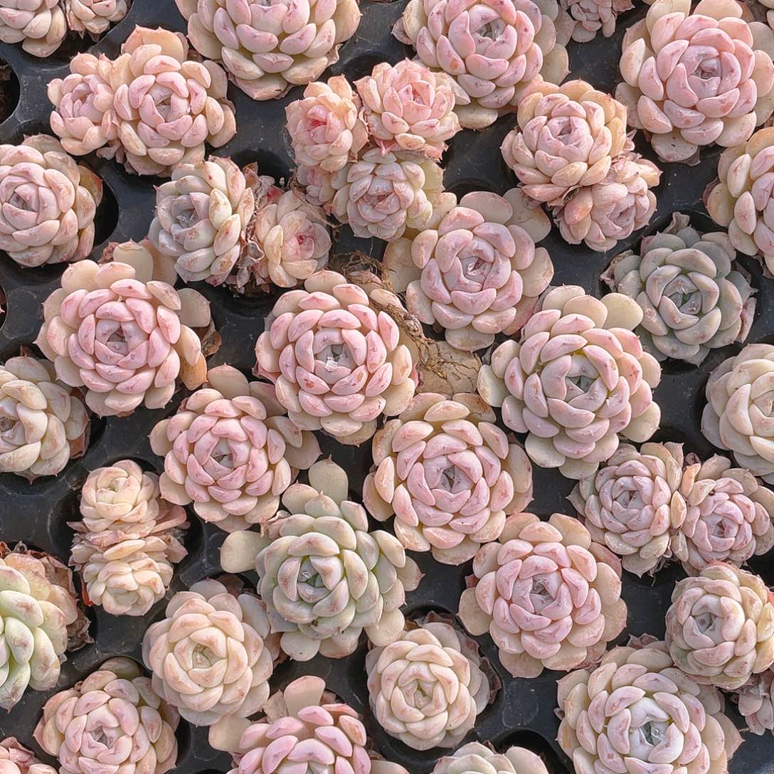 小菊花5个穴满25包邮