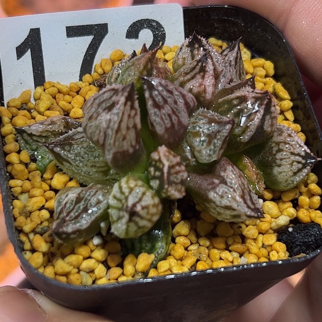 皇妃变异十二卷多肉植物