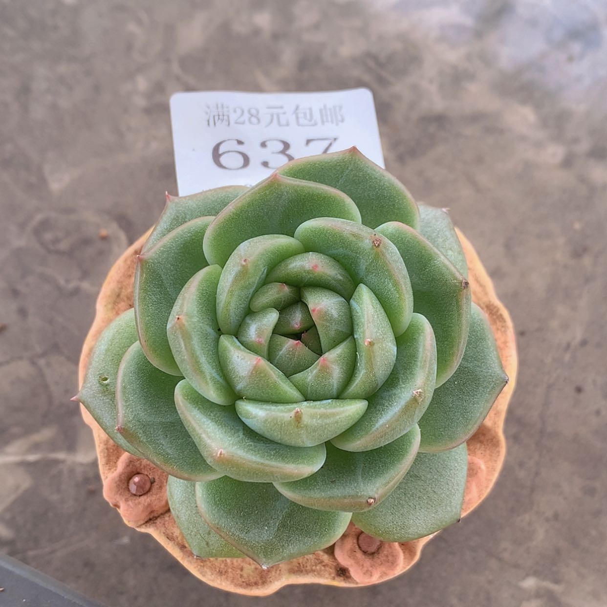 【闪购商品】云637号