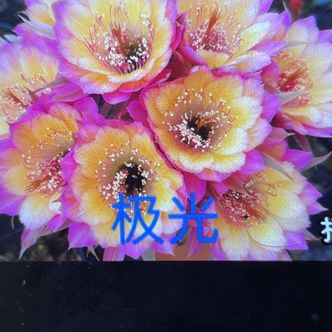 2颗极光丽花侧牙20包邮仙人球23