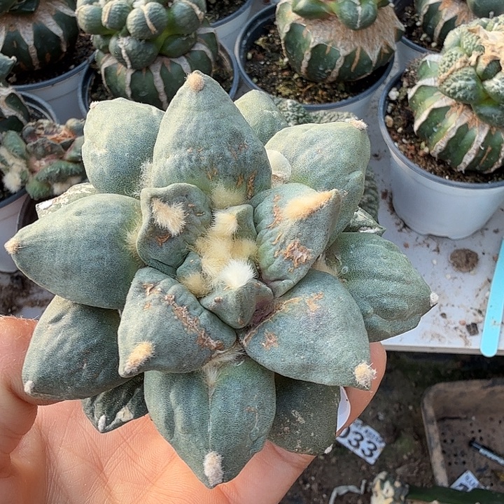 无花朵809白肌变尤青瓷牡丹