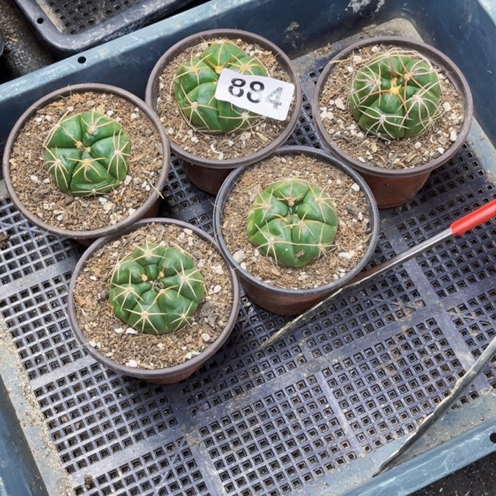 海王884 一物一图如图