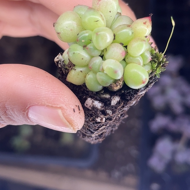 绿豆群随机发满18包邮