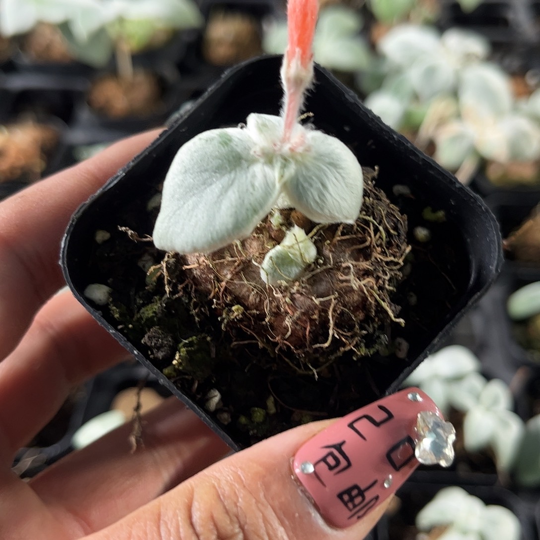 断崖女王单头发货单头发