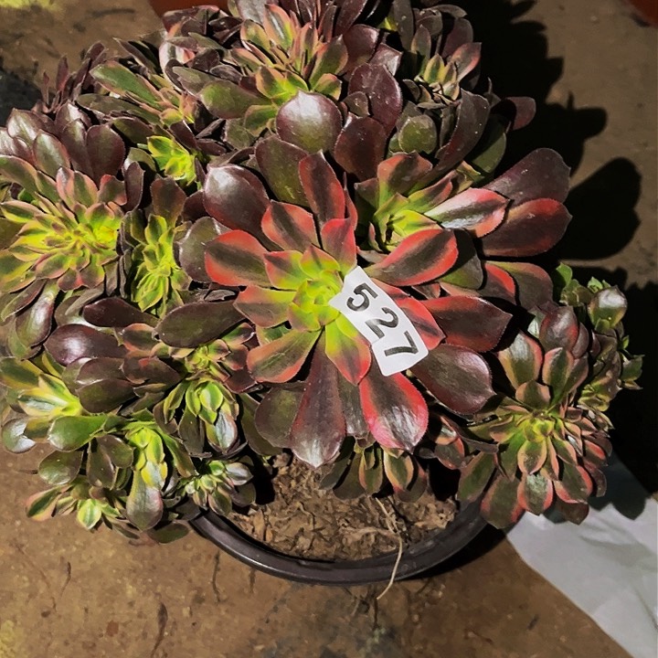 527香妃多肉植物处理不售后缀化处理瑕疵