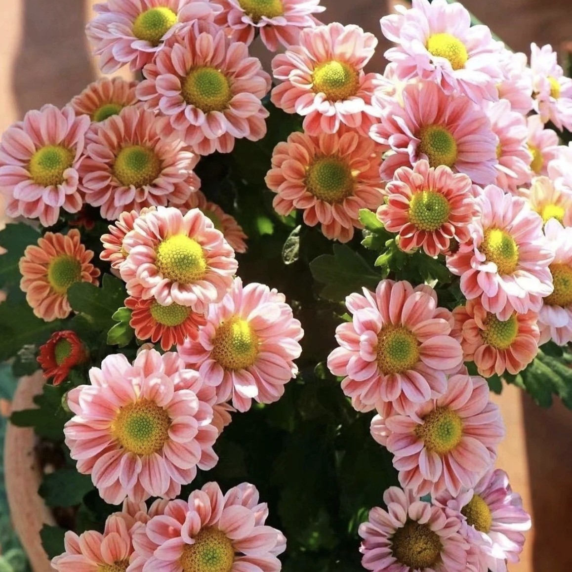 玲珑小菊盆栽庭院阳台花卉易养护花期长高颜值花开半夏植物石楠花