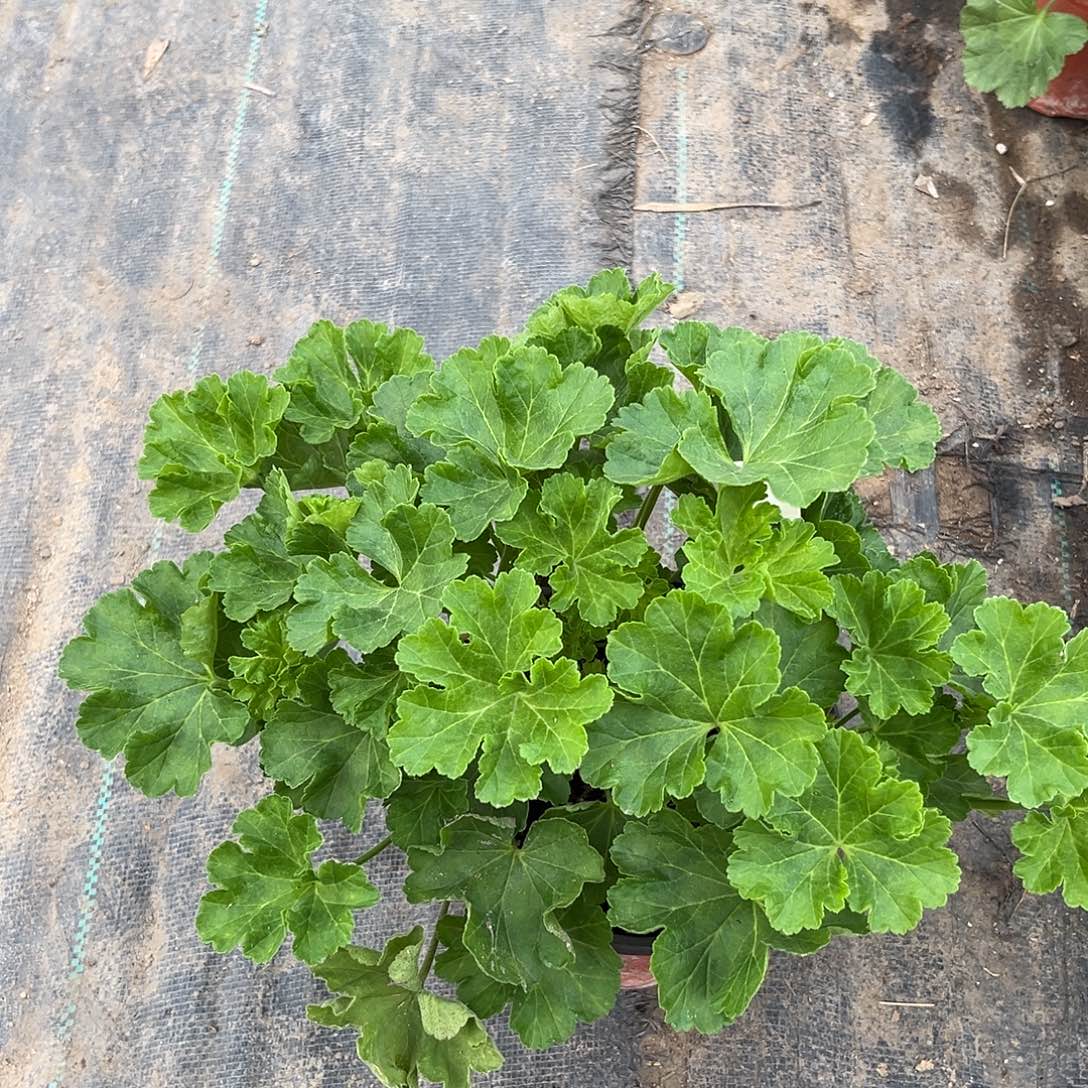 大部分花苞少量开放我的魅力
