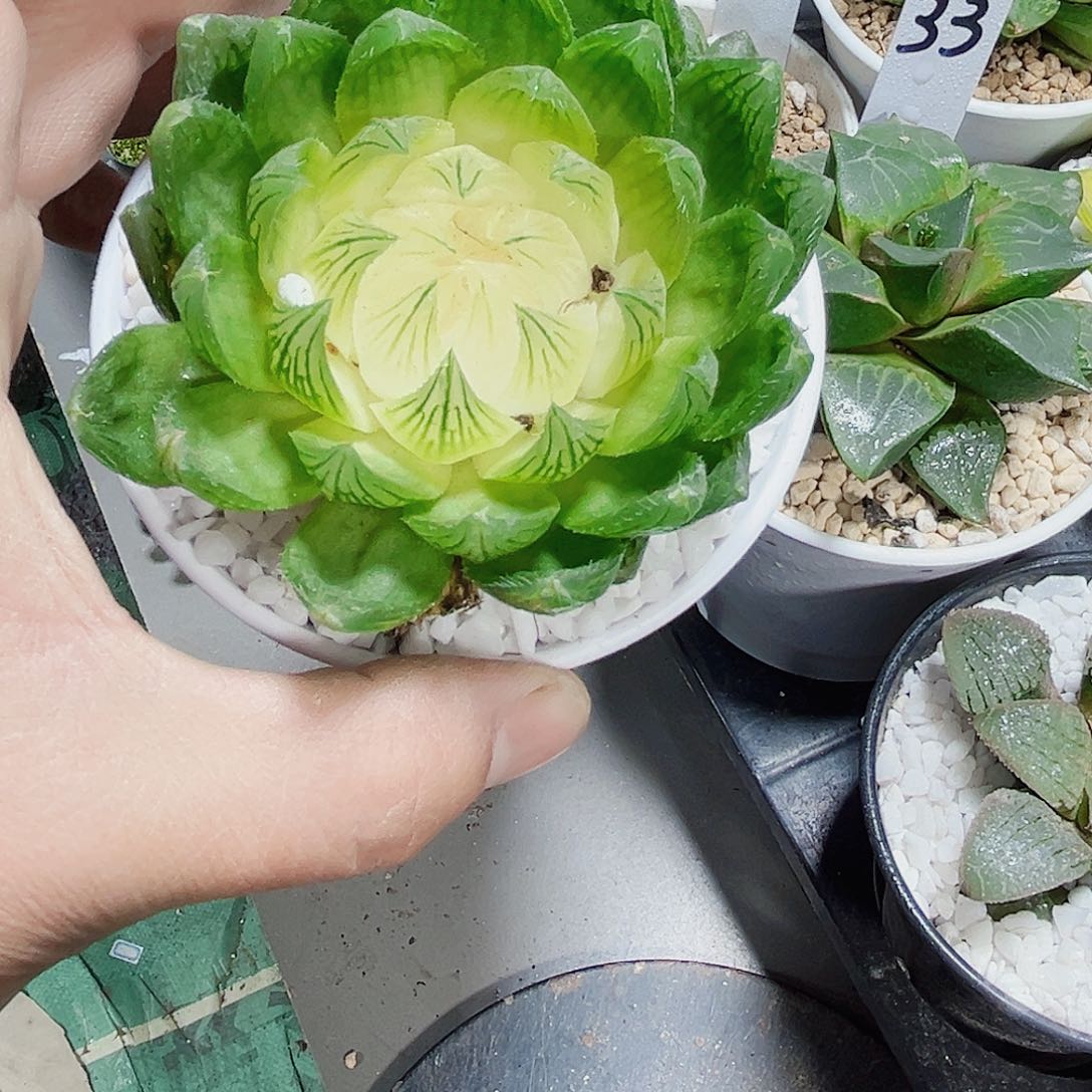 母本白莲花新手好养的