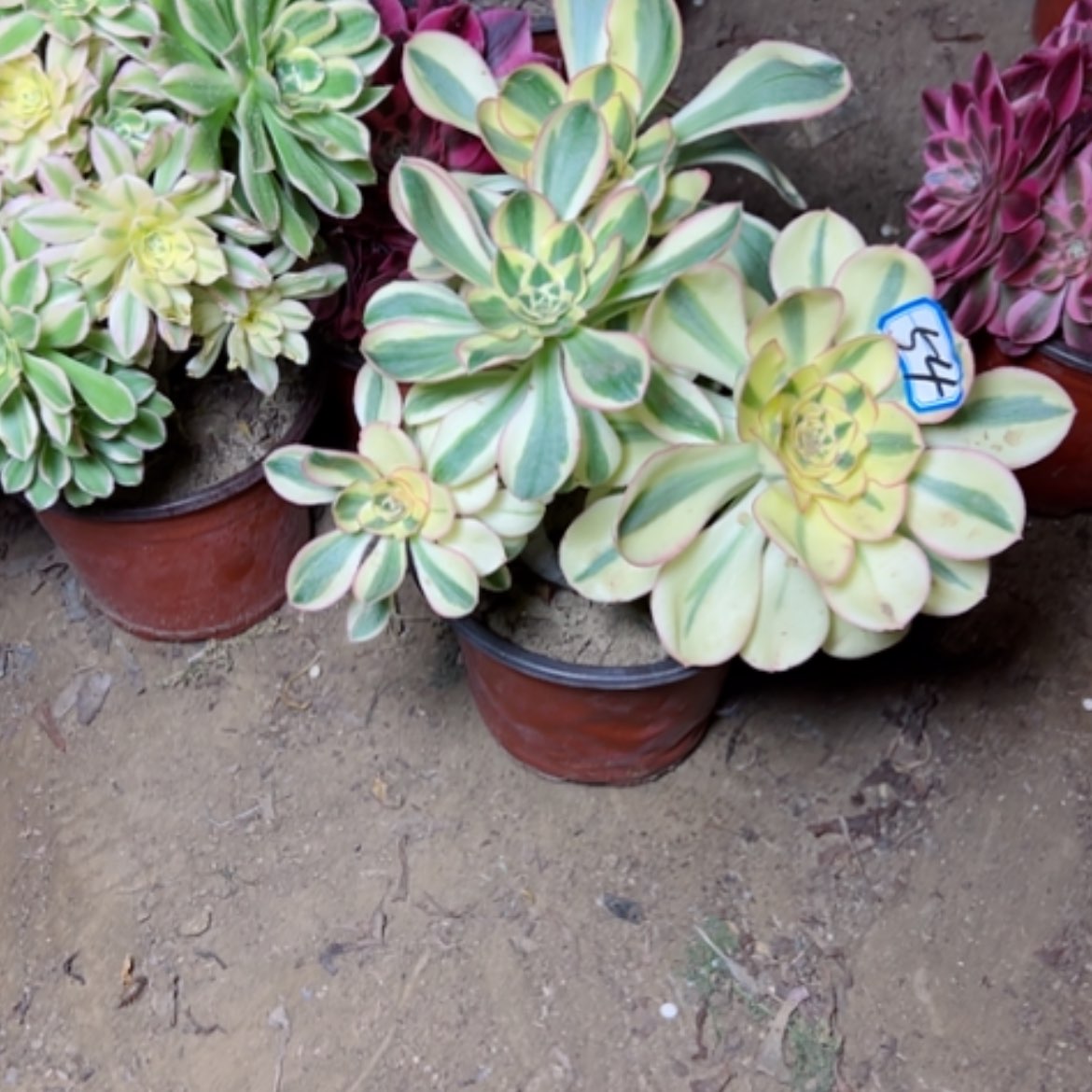 【闪购商品】多肉植物艳姿54